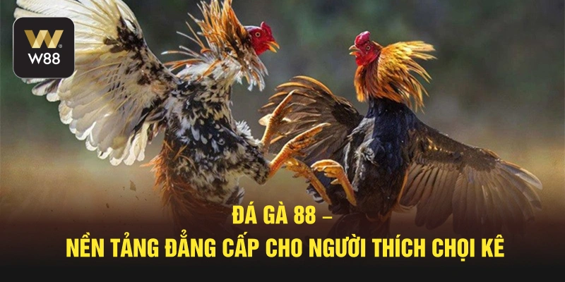 Đá Gà 88 – Nền Tảng Đẳng Cấp Cho Người Thích Chọi Kê