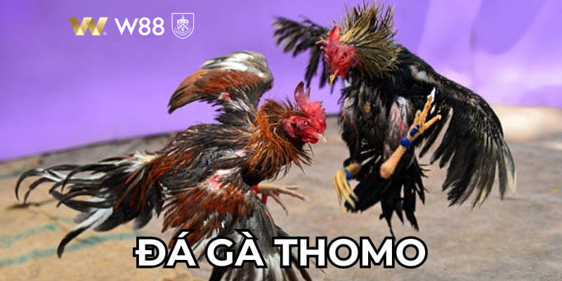 Đá Gà Thomo - Tham Gia Đá Gà Cực Chất Tại Nền Tảng W88